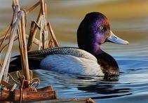 One of Richard Clifton’s duck stamp pieces. SOURCE: RICHARD CLIFTON